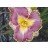 Spiny Sea Urchin Daylily