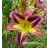 Starman's Quest Daylily