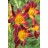 Susan Heimerdinger Daylily