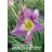 Swallow Tail Kite Daylily