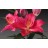 Tarrange Oriental Lily Bulb