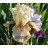 Thornbird Iris
