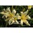 Walt Reinke Daylily