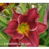 Thornbird Daylily